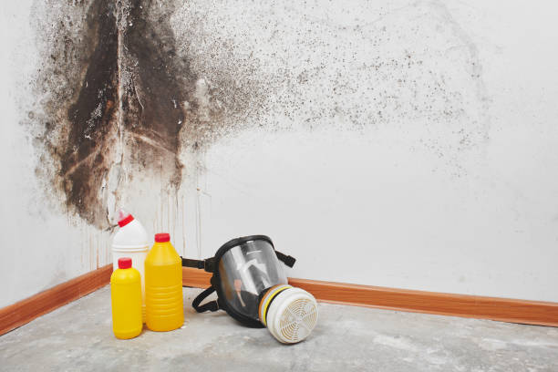 Professional Mold Remediation in Wyoming, IL