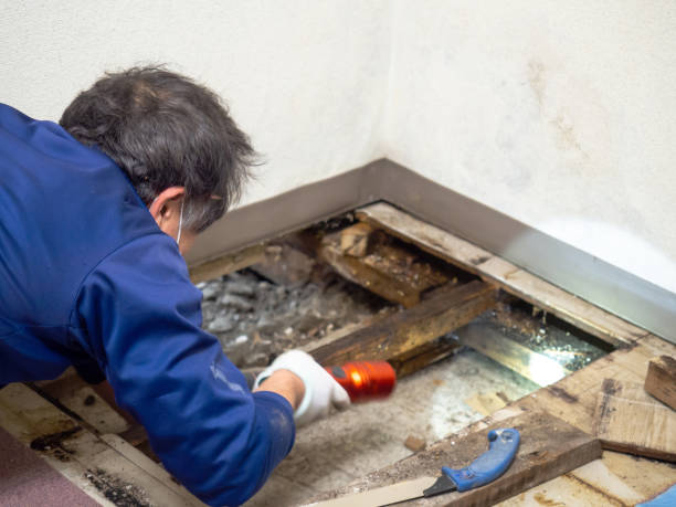 Best White Mold Remediation in Wyoming, IL