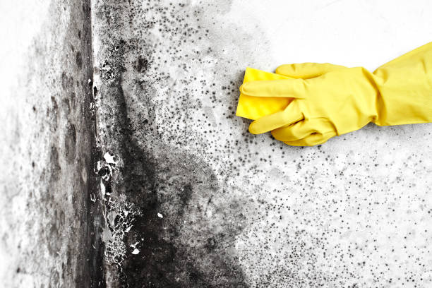 Best Preventive Mold Services in Wyoming, IL