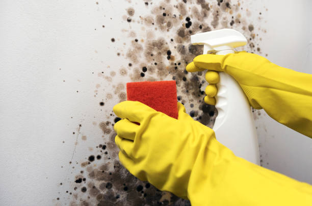 Best Health and Safety Mold Remediation in Wyoming, IL
