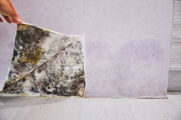 Best Bathroom Mold Remediation in Wyoming, IL